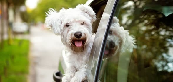 Are dogs allowed in rental cars