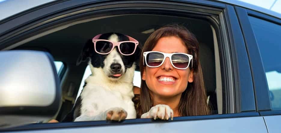 Dog friendly car hire